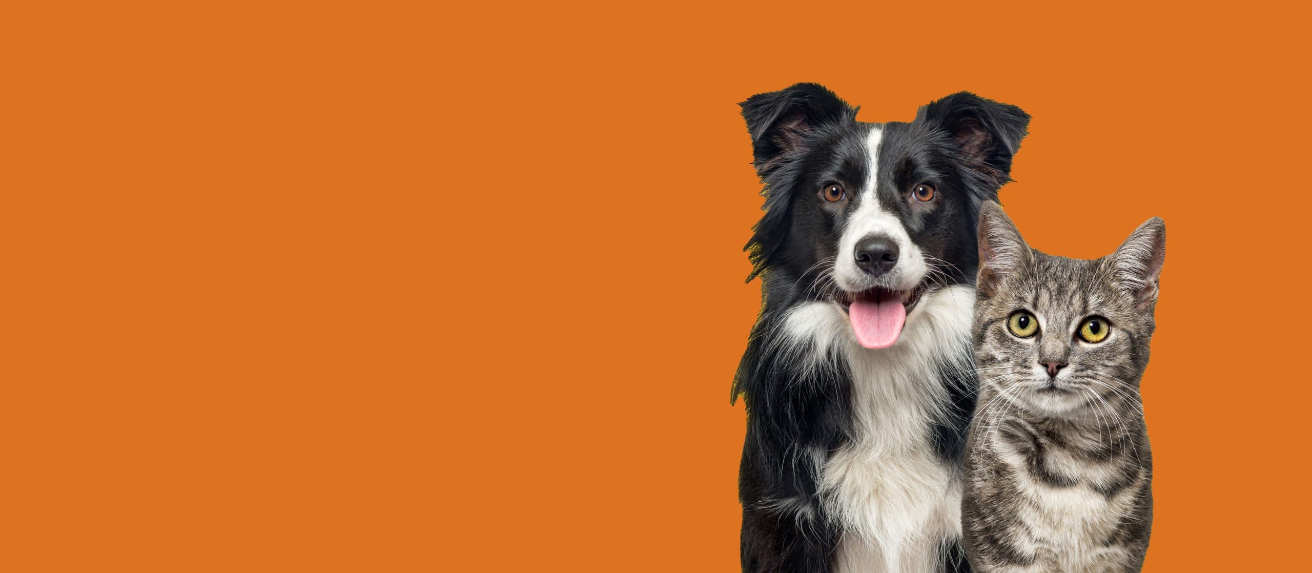 Perro y gato salud nutricional integral - Diplomado Internacional ALTEF