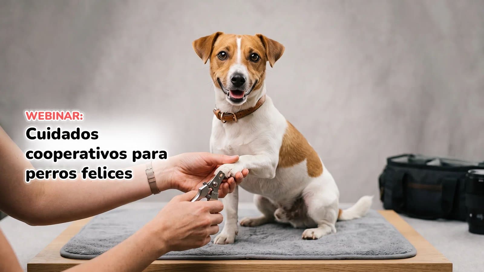 Cuidados cooperativos para perros felices