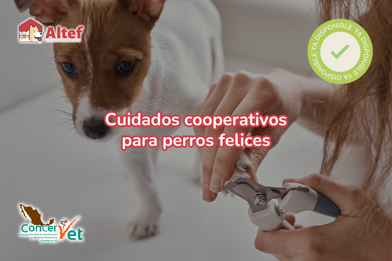 Webinar: Cuidados cooperativos para perros felices