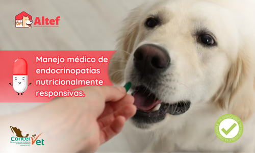 Manejo médico de endocrinopatías nutricionalmente responsivas.