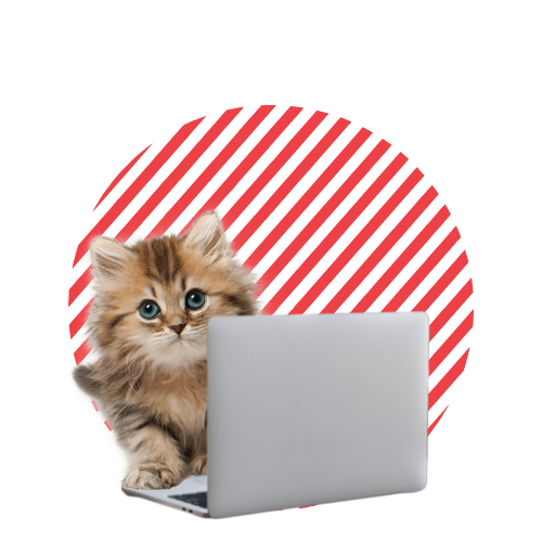 contacto nutrición veterinaria gato