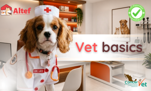 Vet Basics